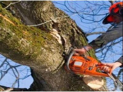 D&E Tree Services